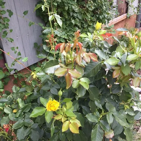 Caveau 1751 Niedermorschwihr