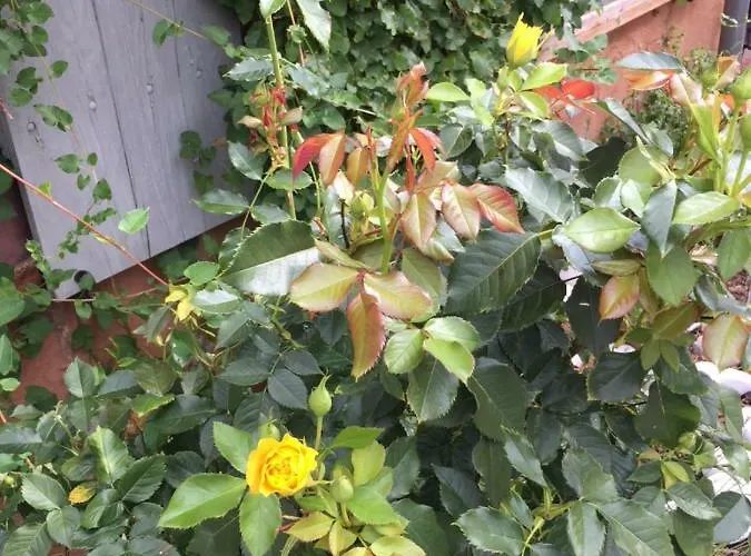 Caveau 1751 Niedermorschwihr